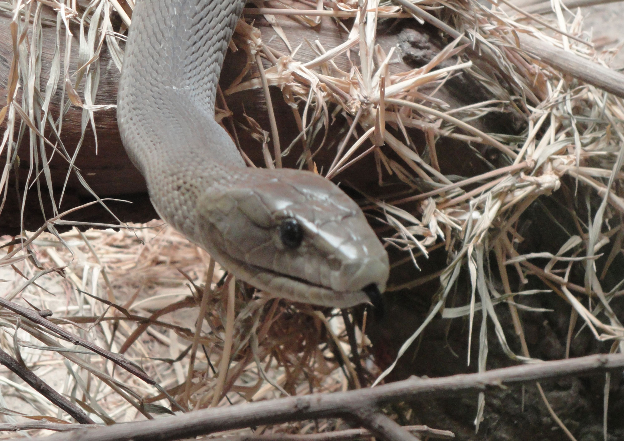 Travel Medicine - Black Mamba Snake