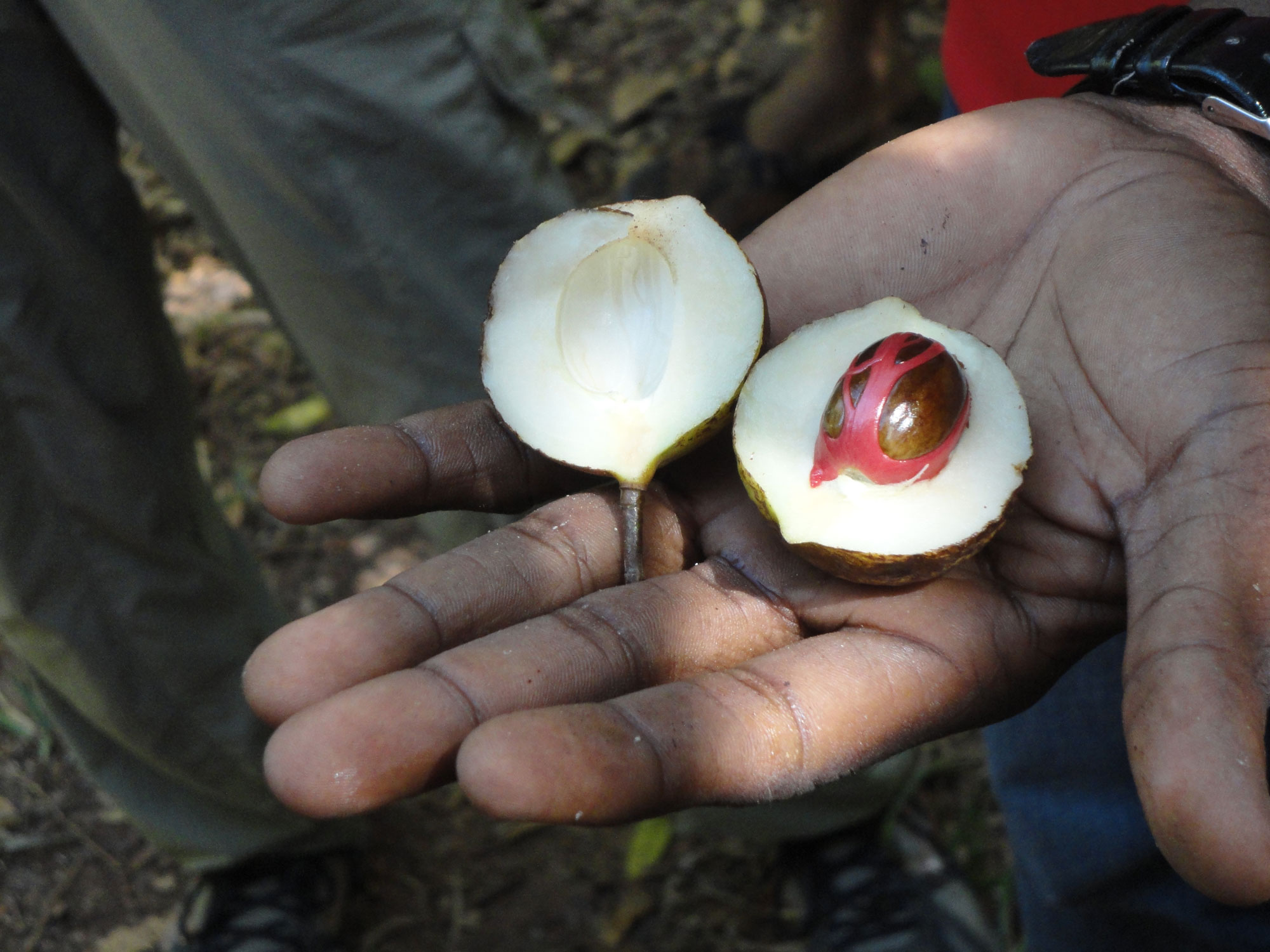 Travel Medicine - Nutmeg in the Spice Farm
