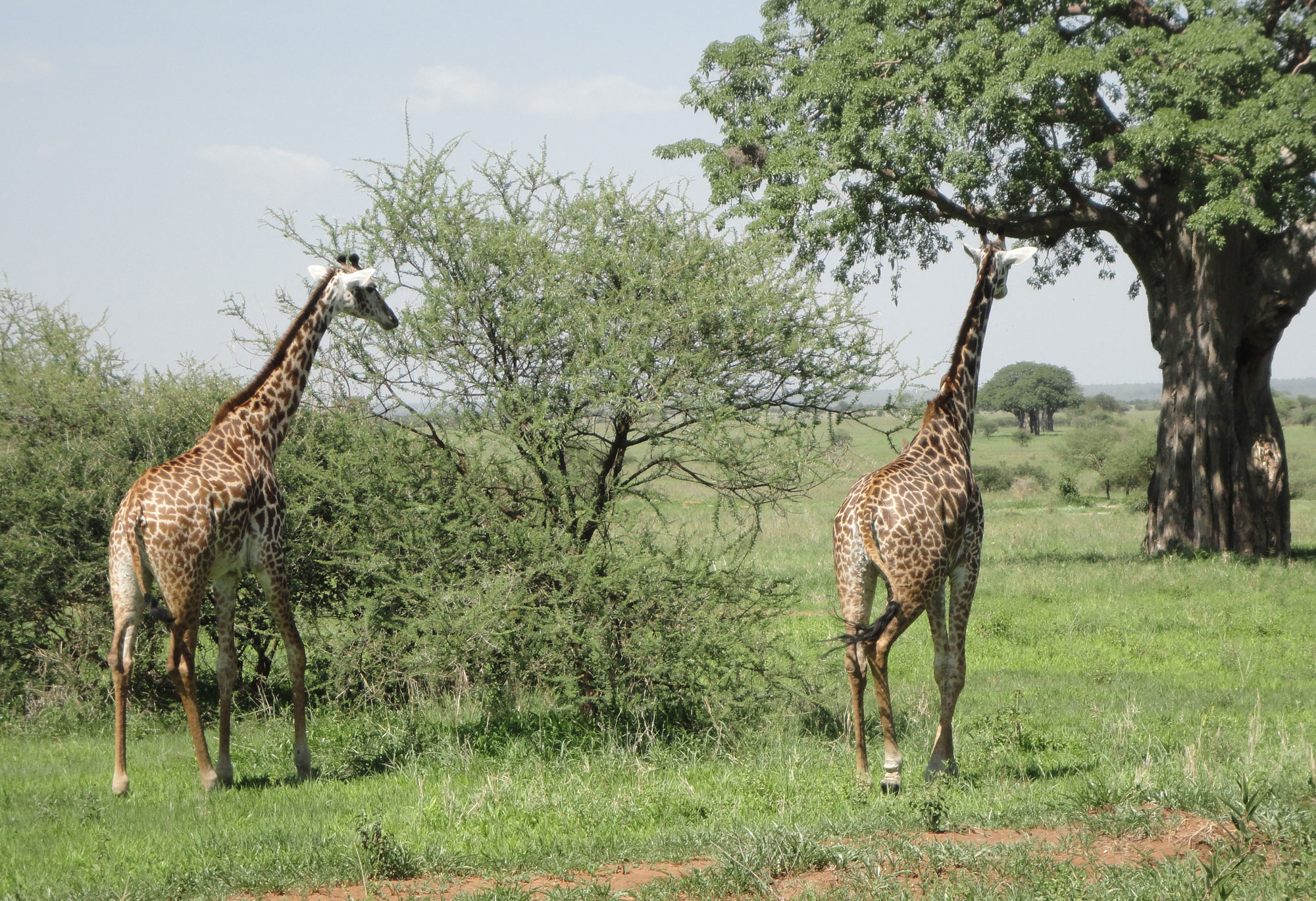 Travel Medicine - Giraffe