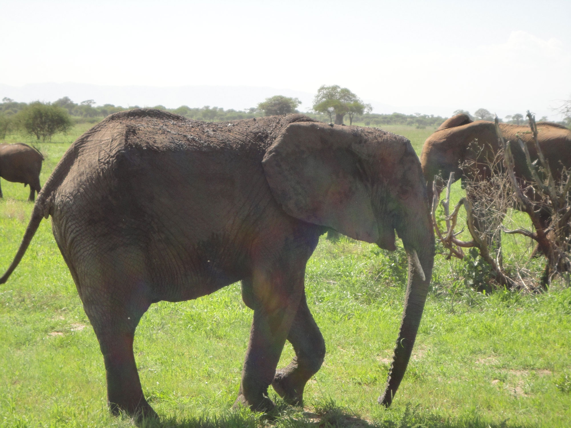 Travel Medicine - Elephant