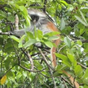 Travel Medicine - Colobus Red Monkey
