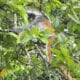Travel Medicine - Colobus Red Monkey
