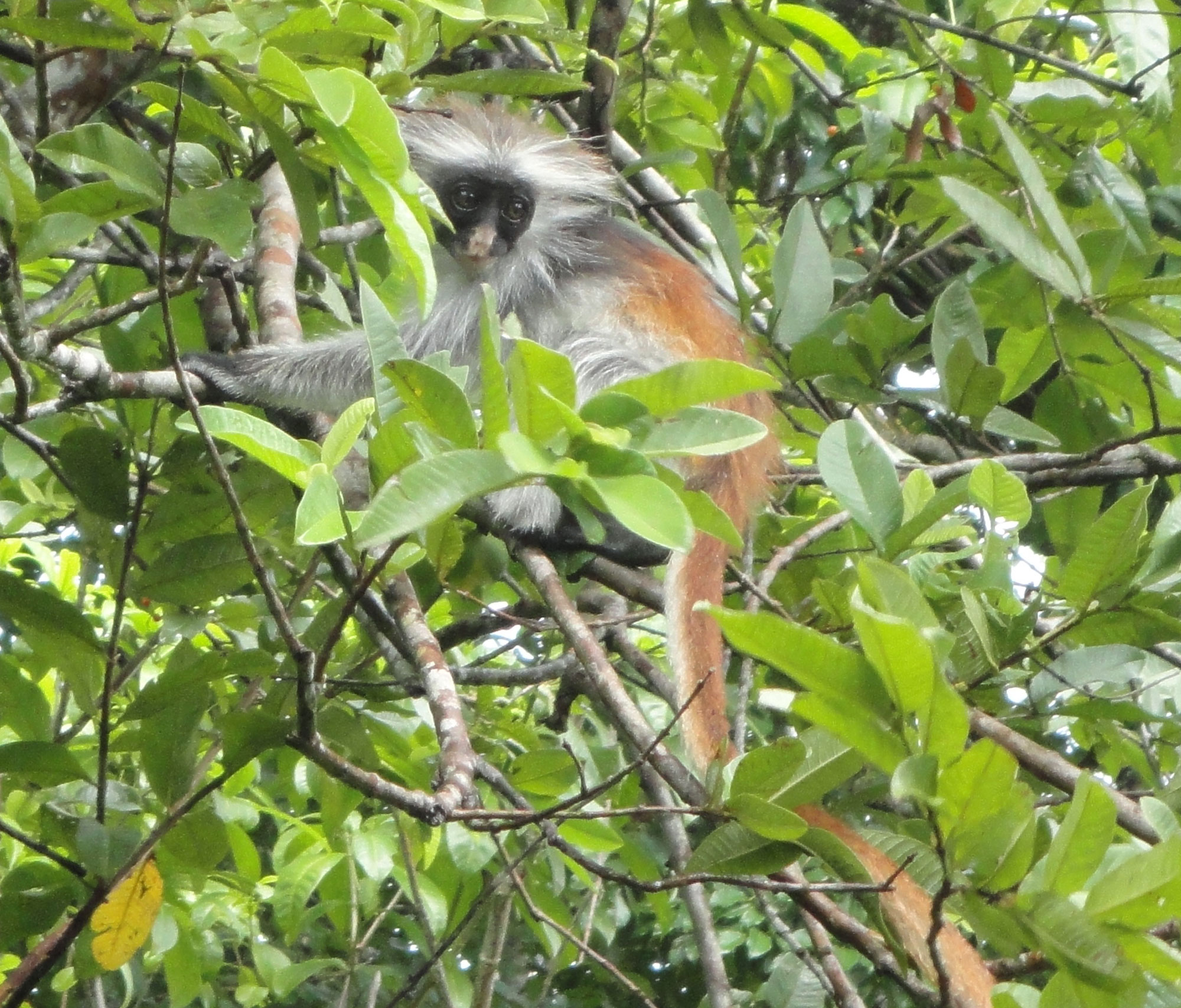 Travel Medicine - Colobus Red Monkey